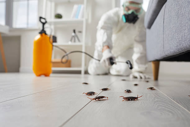 Commercial Kitchen Cockroach Control in Newfoundland